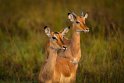 098 Masai Mara, impala